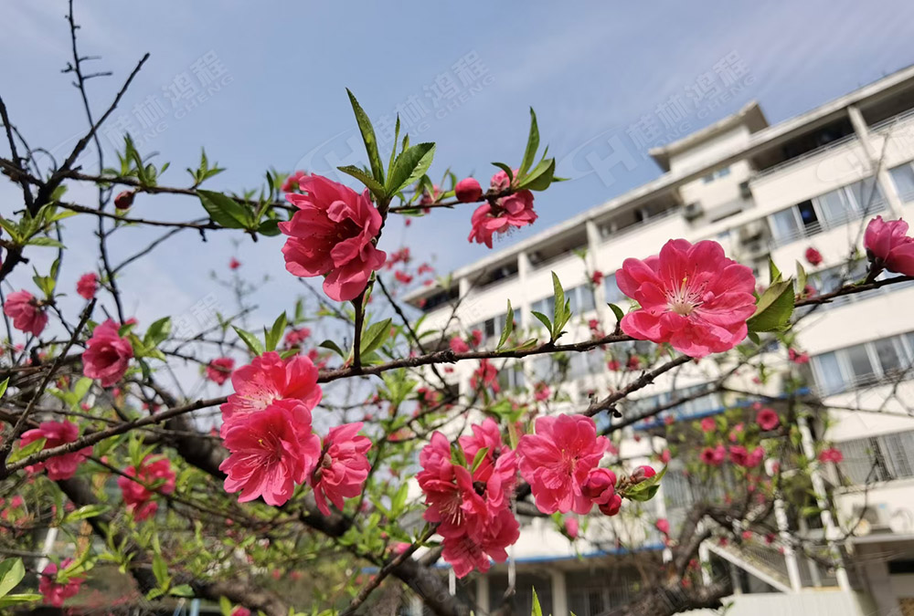 桂林鴻程花團(tuán)錦簇，滿園春色，邀您一起共賞春景，共商大計！
